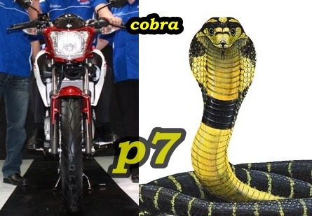 - vixion-cobra
