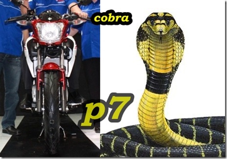 vixion cobra