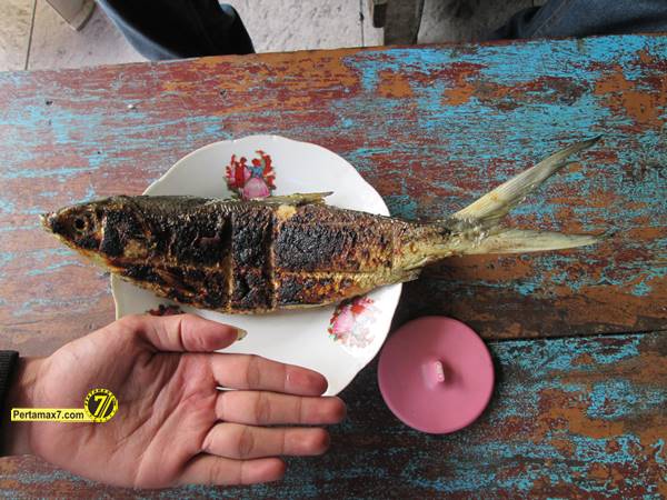 Rumah Makan Ikan laut Hj. Tipa Gresik Jawa Timur 6
