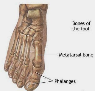 metatarsal bone