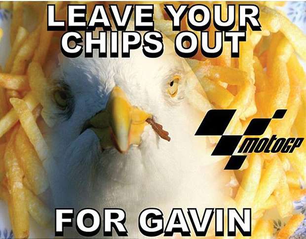 Kematian Gavin si Burung camar Akibat Tabrak Iannone Motogp Bikin Sedih Warga Australia pertamax7.com