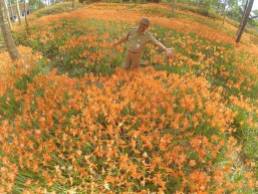 Miris, Taman Bunga Amarillys yang indah di Pathuk Gunung Kidul Itu Rusak DI Injak Alay-er 02 Pertamax7.com