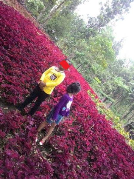 Baru Saja Di Resmikan Gubernur Jawa Tengah, Taman Bunga Kebun Raya Baturraden Di Injak-Injak Pasukan Selfie 04 Pertamax7.com